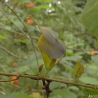 Helicteres isora L.